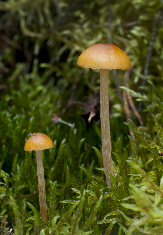 Galerina pumila